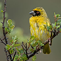 Southern Masked Weaver / African Masked Weaver (Ploceus velatus) male perched in tree, Karoo National Park, South Africa