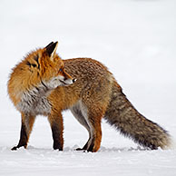 Red fox (Vulpes vulpes) protected by thick winter coat against the cold hunting in the snow in winter