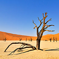 Dead Acacia erioloba trees in Deadvlei / Dead Vlei, a white clay pan in the Namib-Naukluft National Park, Namibia
