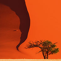Tree in front of red sand dune of the Sossusvlei / Sossus Vlei in the Namib desert, Namibia