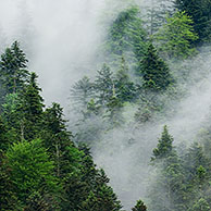 Morning mist over coniferous woodland, Pyrenees, France
