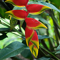 Heliconia rostrata, Costa Rica
