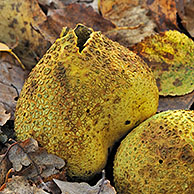 Common earthball fungus (Scleroderma citrinum), Belgium