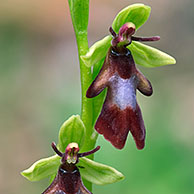 Fly orchid (Ophrys insectifera), La Brenne, France 