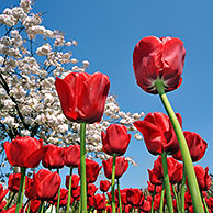Colourful tulips (Tulipa sp.) and Japanese cherry (Prunus serrulata) in flower garden of Keukenhof, the Netherlands