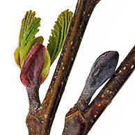 Black Alder / European Alder / Common Alder (Alnus glutinosa) buds opening and leaves emerging in spring, Belgium