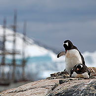Gentoo Penguins (Pygoscelis papua) and the tallship Europa, a three-masted barque at Port Charcot, Wilhelm Archipel, Antarctica