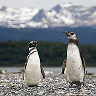 Magellanic Penguins (Spheniscus magellanicus) on Isla Yecapasela at Estancia Harberton, Ushuaia, Argentina