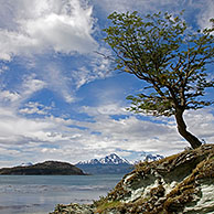 Lonely tree in the Tierra del Fuego National Park, Patagonia, Argentina