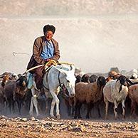 Turkmen shepherd riding on donkey while herding flock of sheep in the Karakum desert in Turkmenistan