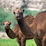 Dromedary / Arabian camel (Camelus dromedarius) with calf in the Karakum Desert, Turkmenistan