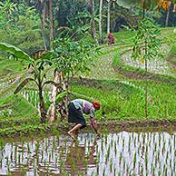 Indonesian woman planting rice in terraced rice paddy on the slopes of the Mount Gede / Gunung Gede volcano, West Java, Indonesia