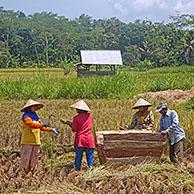 Indonesian manual laborers wearing caping, traditional Asian conical hats, harvesting rice in paddy field in the Garut district on Java, Indonesia