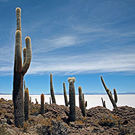 Cacti (Echinopsis atacamensis / Trichocereus pasacana) on Isla de los Pescadores, Salar de Uyuni, Altiplano Bolivia