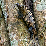Black ctenosaur (Ctenosaura similis) in fig tree, Carara NP, Costa Rica