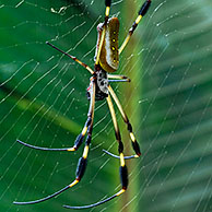 Golden silk orb spider / Banana spider on web (Nephila clavipes), Costa Rica, Central America