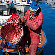 Inuit hunters unload muskox (Ovibos moschatus) meat from boat in the Uummannaq harbour, North-Greenland, Greenland