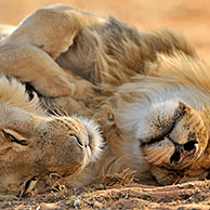 Two male African lions (Panthera leo) sleeping in the Kalahari desert, Kgalagadi Transfrontier Park, South Africa