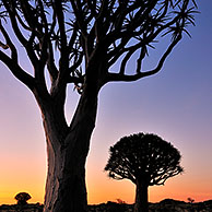 Quiver trees / Kokerboom (Aloe dichotoma) at sunset, Namibia