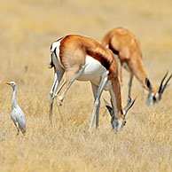 Juvenile Cattle egret (Bubulcus ibis) and two springbok grazing, Etosha National Park, Namibia