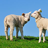 Domestic Texel sheep (Ovis aries) ewe with lambs on dyke, the Netherlands