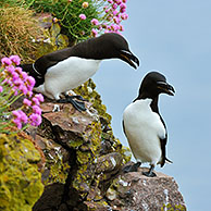 Razorbill (Alca torda) stretching wings on cliff top at the Fowlsheugh RSPB reserve, Scotland, UK