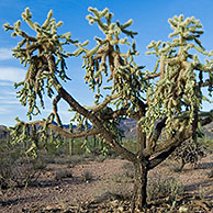 Chain fruit / Jumping cholla (Cylindropuntia fulgida) Organ Pipe Cactus National Monument, Arizona, USA