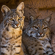 Two bobcats (Lynx rufus / Felis rufus) resting in cave, Arizona, USA
