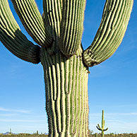 Saguaro cactus (Carnegiea gigantea), Organ Pipe Cactus National Monument, Arizona, US 