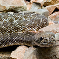 Red diamond rattlesnake (Crotalus ruber), Arizona, USA