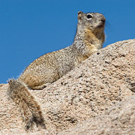 Rock Squirrel (Spermophilus variegatus) Arizona, USA 