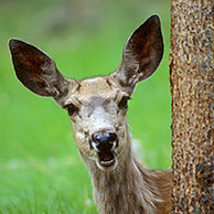 Mule deer (Odocoileus hemionus), Yellowstone NP, USA 