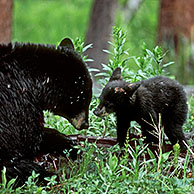 Female Black bear with cub (Ursus americanus), Yellowstone NP, Wyoming, USA 